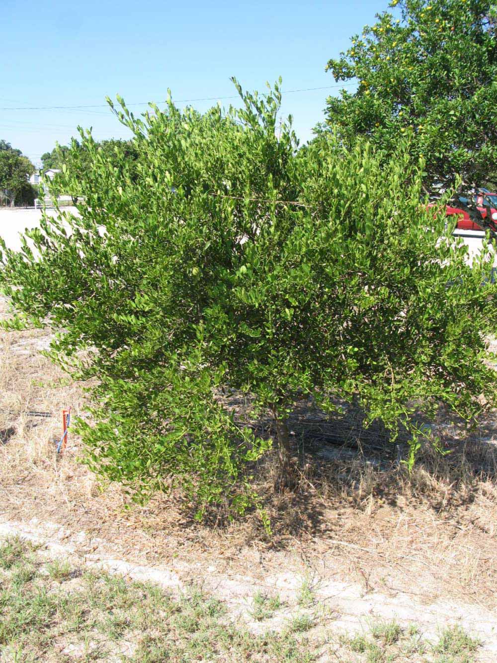            Habit (Winter Haven, FL)   